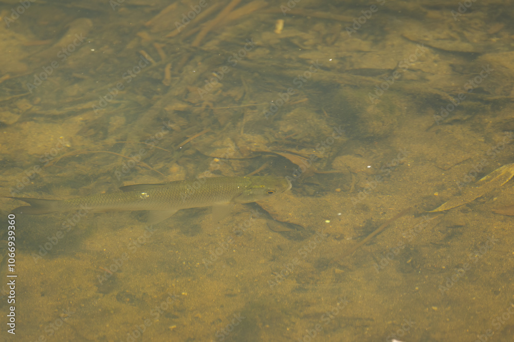 small fishes in shallow water, a small school of fish in a stream, fish in a sunny spot in calm water small fishes in shallow water, a small school of fish in a stream, fish in a sunny spot in calm water