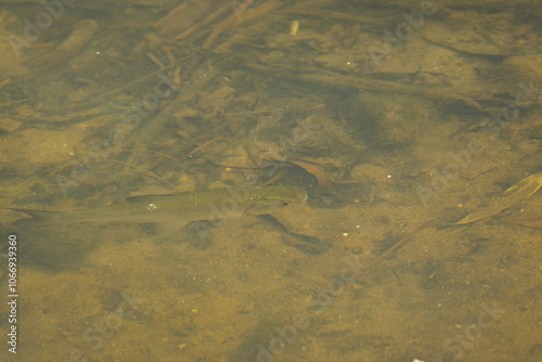 small fishes in shallow water, a small school of fish in a stream, fish in a sunny spot in calm water