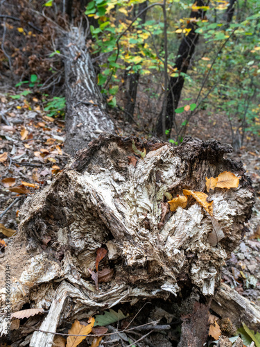 A Broken Tree Trunk