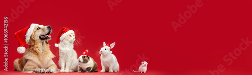 Banner of christmas pets : dog, cat, guinea pig, a white rabbit and a mouse with christmas hat isolated on a red background. Copy text.