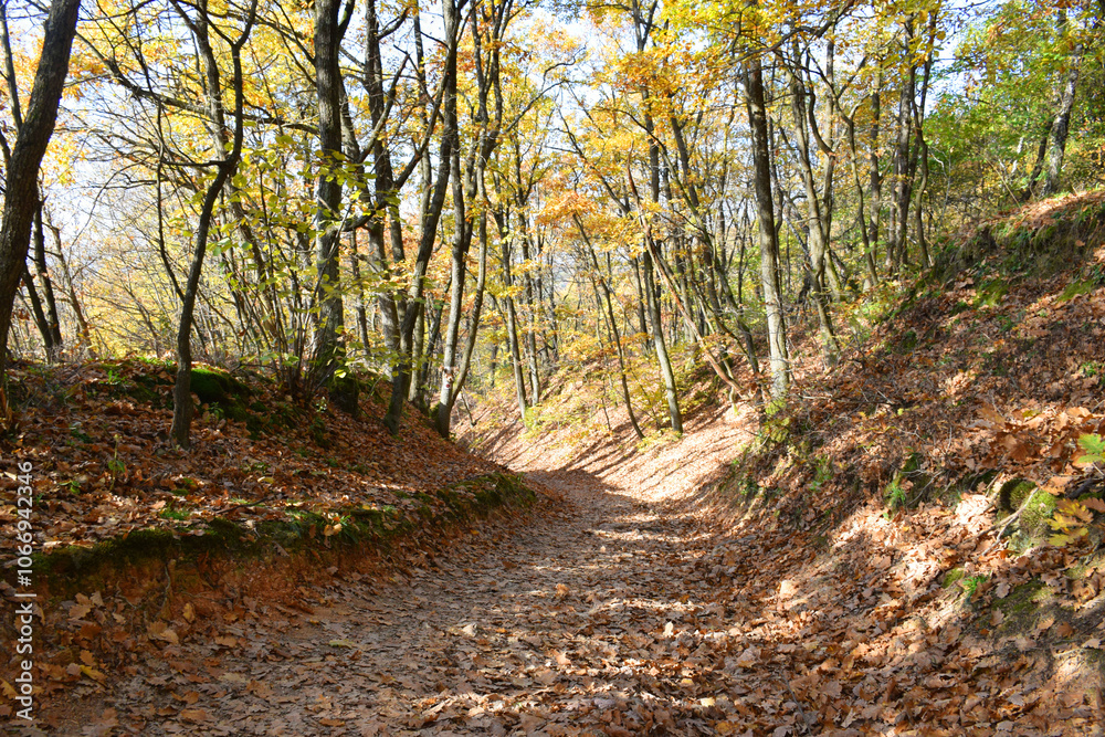 A quiet, winding road cuts through a forest bathed in golden autumn colors, with fallen golden leaves. A quiet, winding road cuts through a forest bathed in golden autumn colors, with fallen golden leaves.