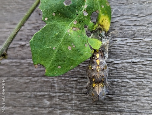 Red Admiral chrysalis pupa hanging on leaf. It is a distinctive, medium sized, brightly coloured black and orange butterfly that is common throughout much of the United States and Europe.