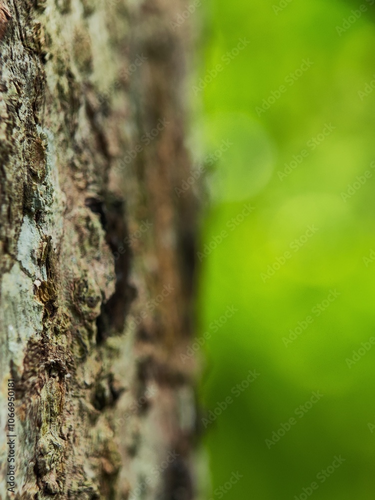 Tree bark
Tree bark
