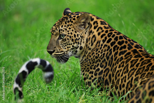 Photography Leopards in Thung Yai Naresuan Wildlife Sanctuary Uthai Thani provinces, Thailan