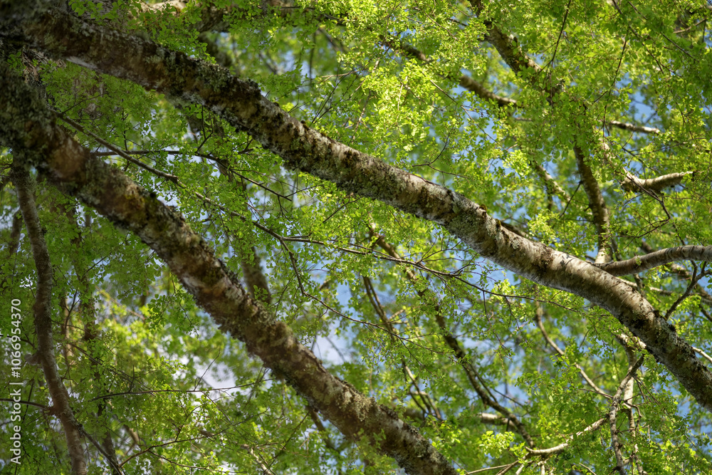 Fototapeta premium Under view tree branches with vibrant green leaves