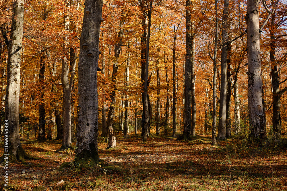 Beautiful bright thick fall forest. beautiful picture of nature.