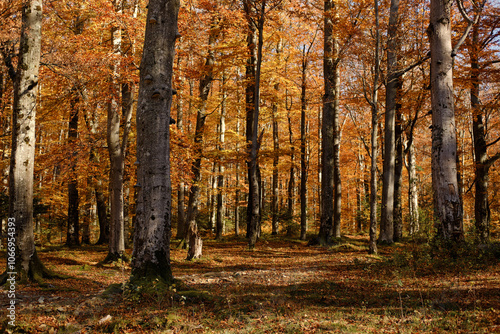 Beautiful bright thick fall forest. beautiful picture of nature.