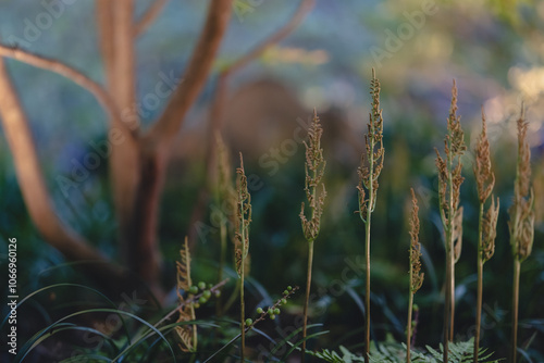 秋の植物園に咲くレガリスゼンマイ、Royal Fern、Osmunda regalis、シダ植物 photo