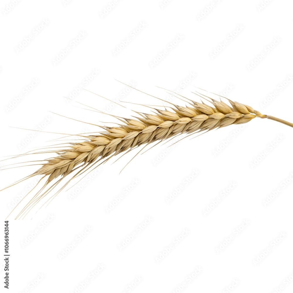 Golden Wheat Grain Stalk Illustration on transparent background cutout, PNG file, Cutout file Golden Wheat Grain Stalk Illustration on transparent background cutout, PNG file, Cutout file