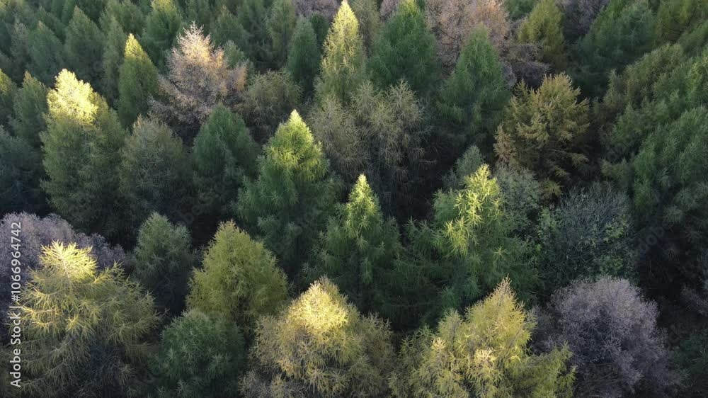 Aerial view of beautiful forest in sunset light during warm autumn. Marvelous view, flying over amazing larch woods in amazing fall time, cinematic nature woodland Aerial view of beautiful forest in sunset light during warm autumn. Marvelous view, flying over amazing larch woods in amazing fall time, cinematic nature woodland