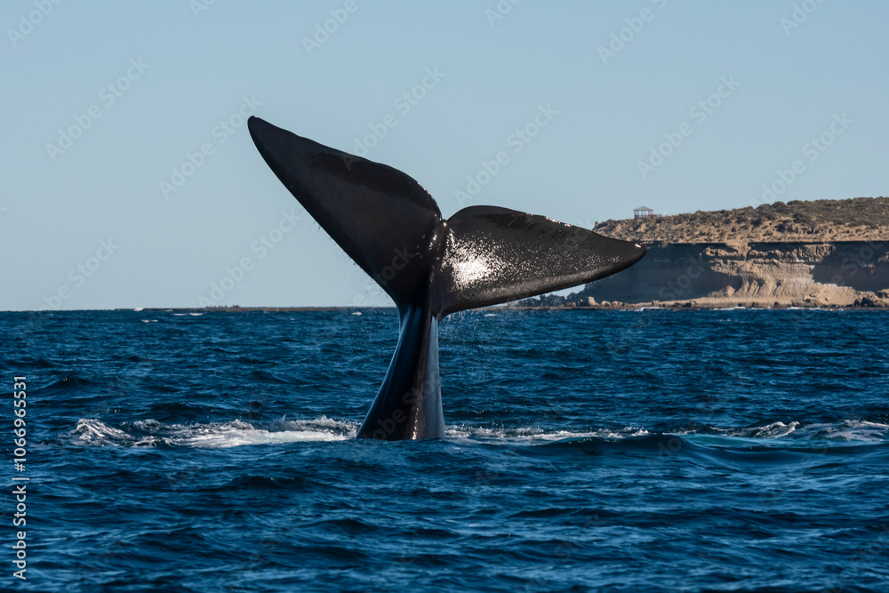 Fototapeta premium Sohutern right whale tail lobtailing, endangered species, Patagonia,Argentina