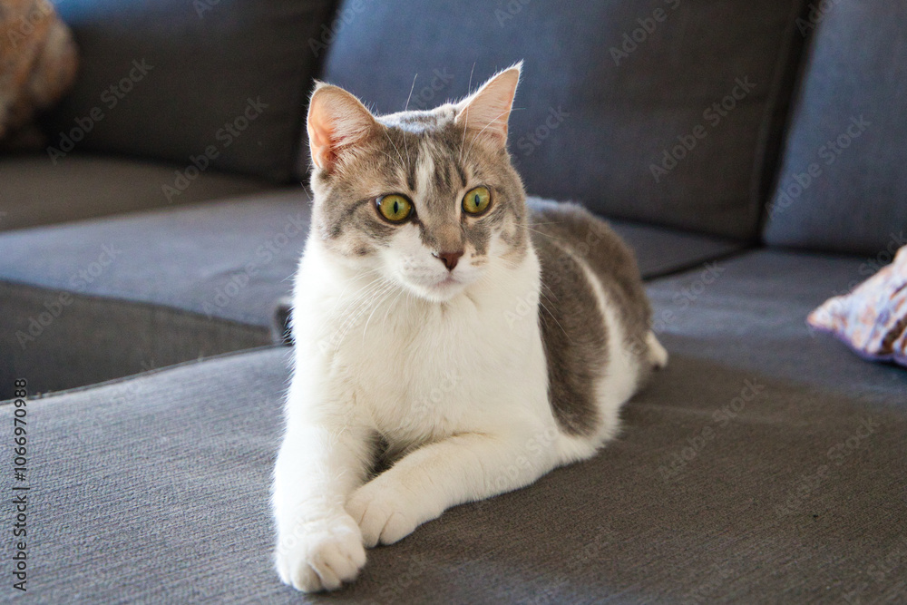 White and grey domestic cat lying on sofa. International cat day on February 20th, August 8th and October 29th. White and grey domestic cat lying on sofa. International cat day on February 20th, August 8th and October 29th.
