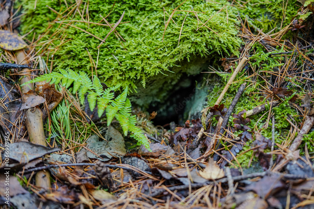 A small, dark opening hidden beneath lush green moss and surrounded by forest floor foliage A small, dark opening hidden beneath lush green moss and surrounded by forest floor foliage