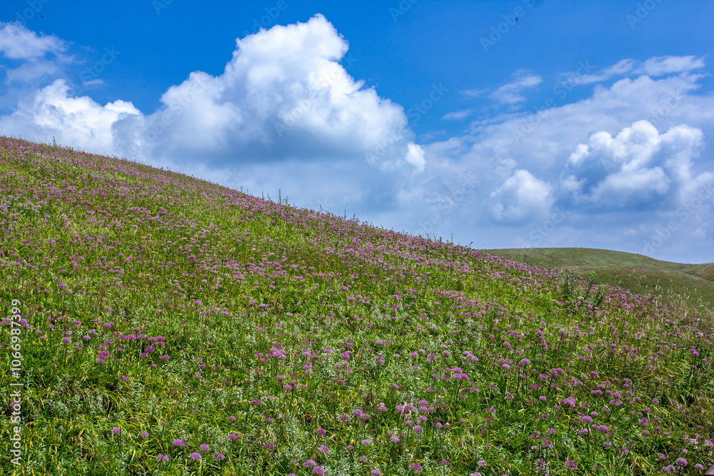 a grassy hill with a cloud in the sky and a horse in the foreground. a grassy hill with a cloud in the sky and a horse in the foreground.