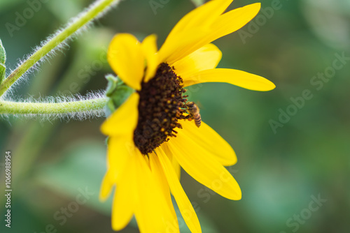 Bee Pollinating a Sunflower Blossom