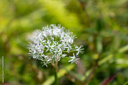 a flower with a bee on it is in the grass.