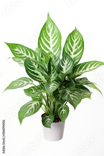Wallpaper Mural Chinese evergreen plant leaf. Torontodigital.ca