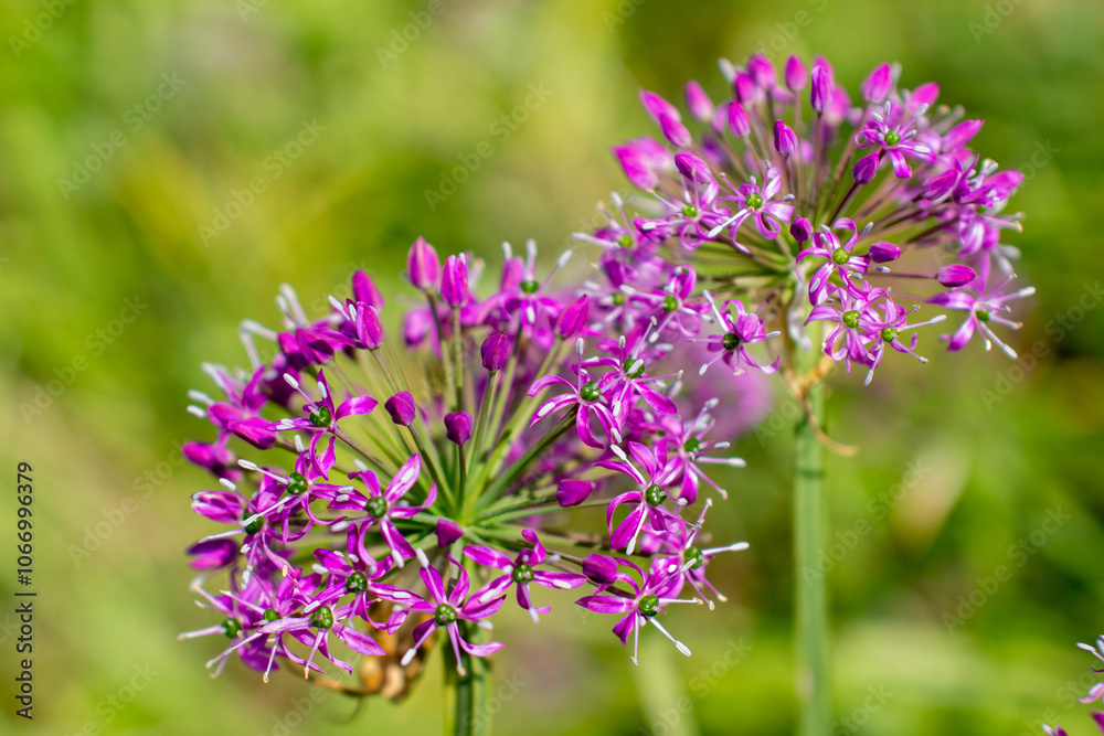 a purple flower with purple petals and the purple petals a purple flower with purple petals and the purple petals