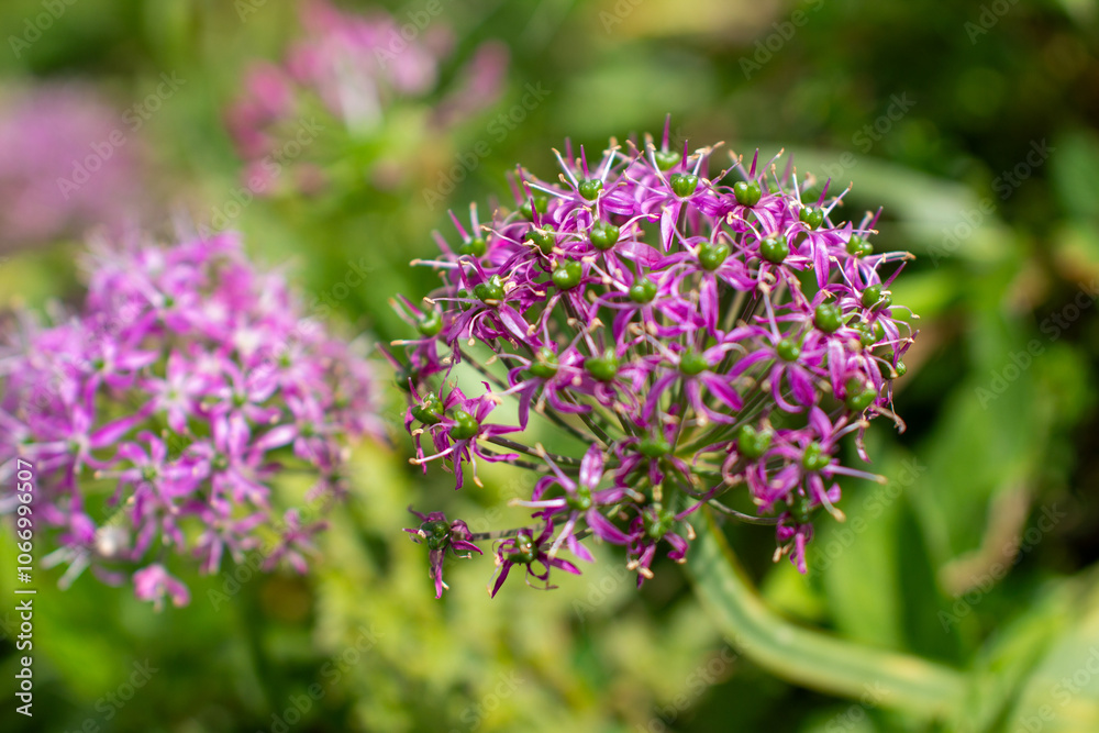 a purple flower with purple petals and the purple petals a purple flower with purple petals and the purple petals