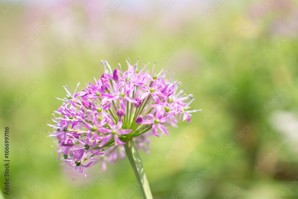 a purple flower with purple petals and the purple petals a purple flower with purple petals and the purple petals