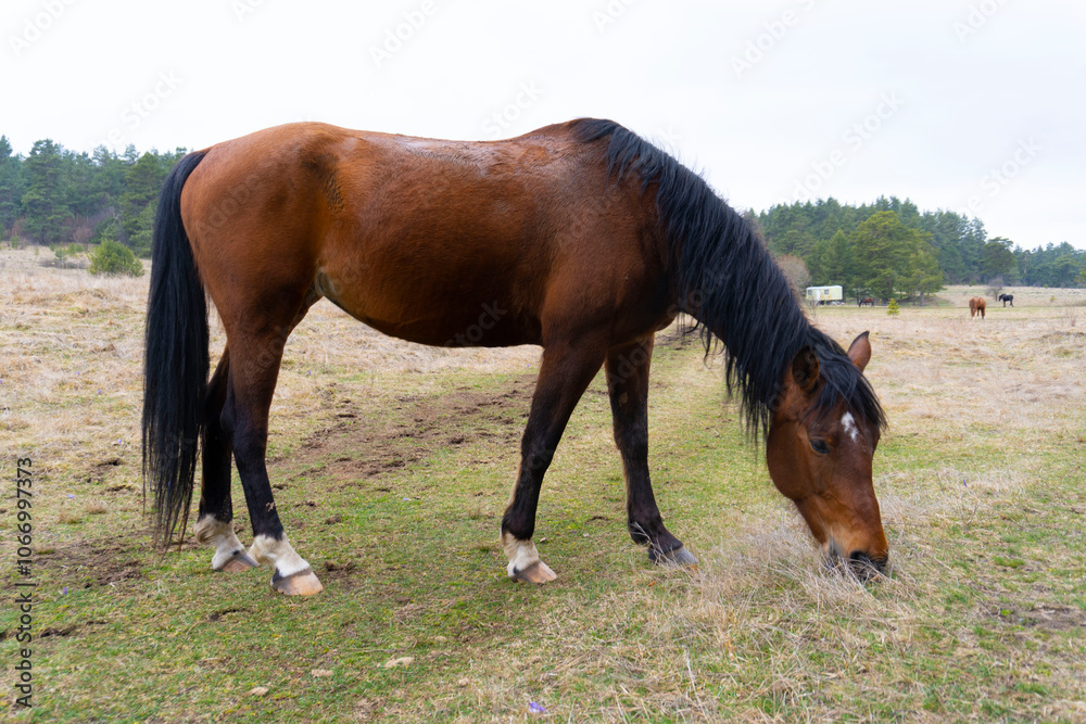 Brown horse gazing on the meadow. Close up photography Brown horse gazing on the meadow. Close up photography