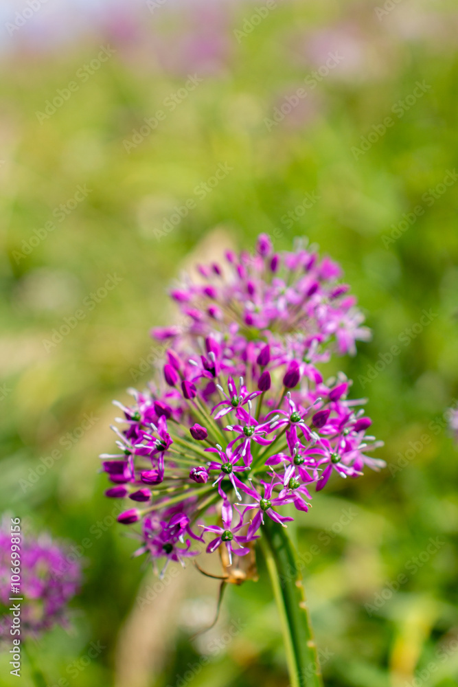 a purple flower with purple petals and the purple petals a purple flower with purple petals and the purple petals