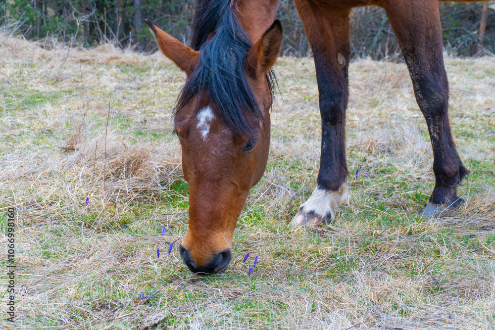 Fototapeta premium Brown horse gazing on the meadow. Close up photography