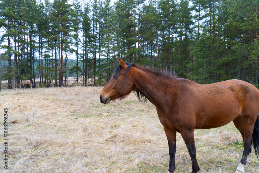 Brown horse gazing on the meadow. Close up photography Brown horse gazing on the meadow. Close up photography