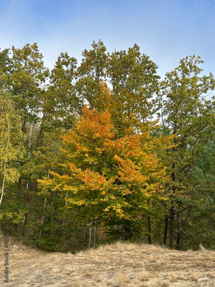 Naklejka premium autumn in the forest