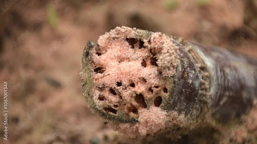 Ants industriously tending to their nest on a branch.