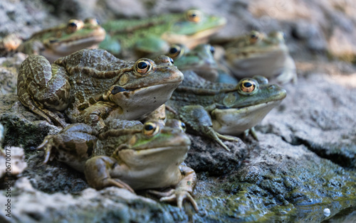 A group of green frog sitting in the shade on top of a bolder by the Creekside, in Thessaloniki, Greece. photo