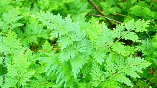 selaginella involvens in the forest photo