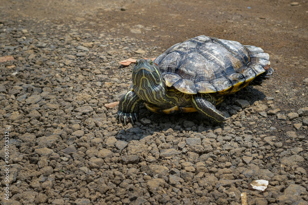 Obraz premium Turtle. Animal reptile. Tropical climate fauna, Baby turtles