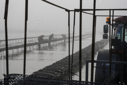 Travailleurs dans les parcs à huitres dans le brouillard, entrain de s'affairer sur les poches à huitres photo