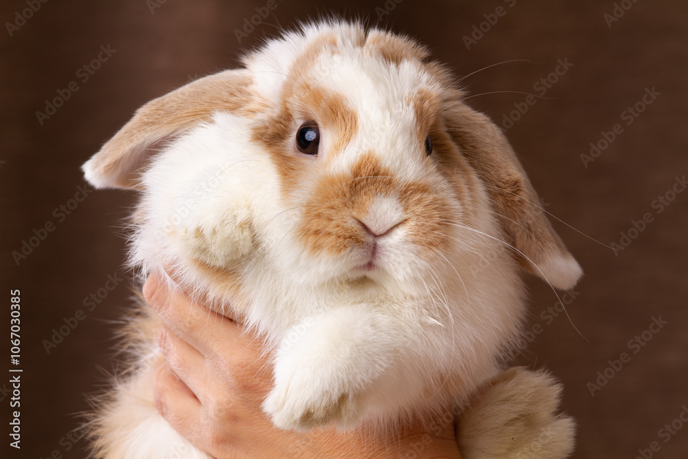 The owner picked up the pet rabbit in his arms The owner picked up the pet rabbit in his arms