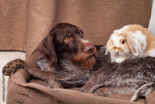 dwarf rabbit came to visit the dog photo