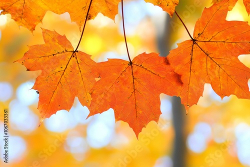 Colorful autumn leaves scattered on ground, vibrant reds, yellows, oranges.