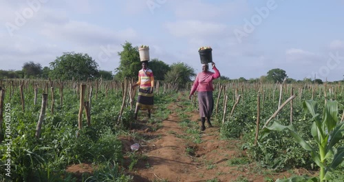 Wallpaper Mural Two black african female subsistence farmers walking with buckets full of tomatoes on their heads on a small scale vegetable farm Torontodigital.ca