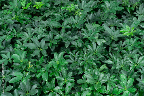 deep fresh green leaf texture background Natural leaves, green tropical forest, green background concept.