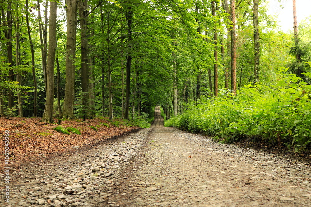 Fototapeta premium Droga w lesie