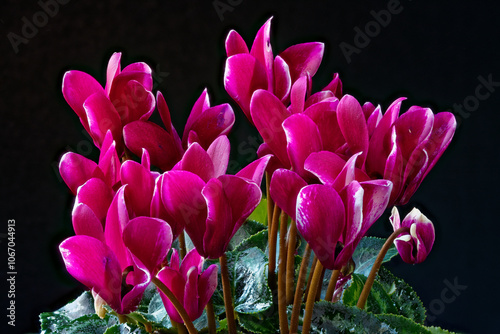 Blooming cyclamen photographed with a macro lens.