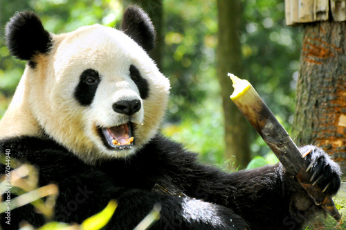 Giant panda photographed in the Wolong National Nature Reserve greedily eating bamboo photo