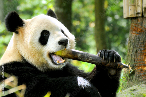 Giant panda photographed in the Wolong National Nature Reserve greedily eating bamboo