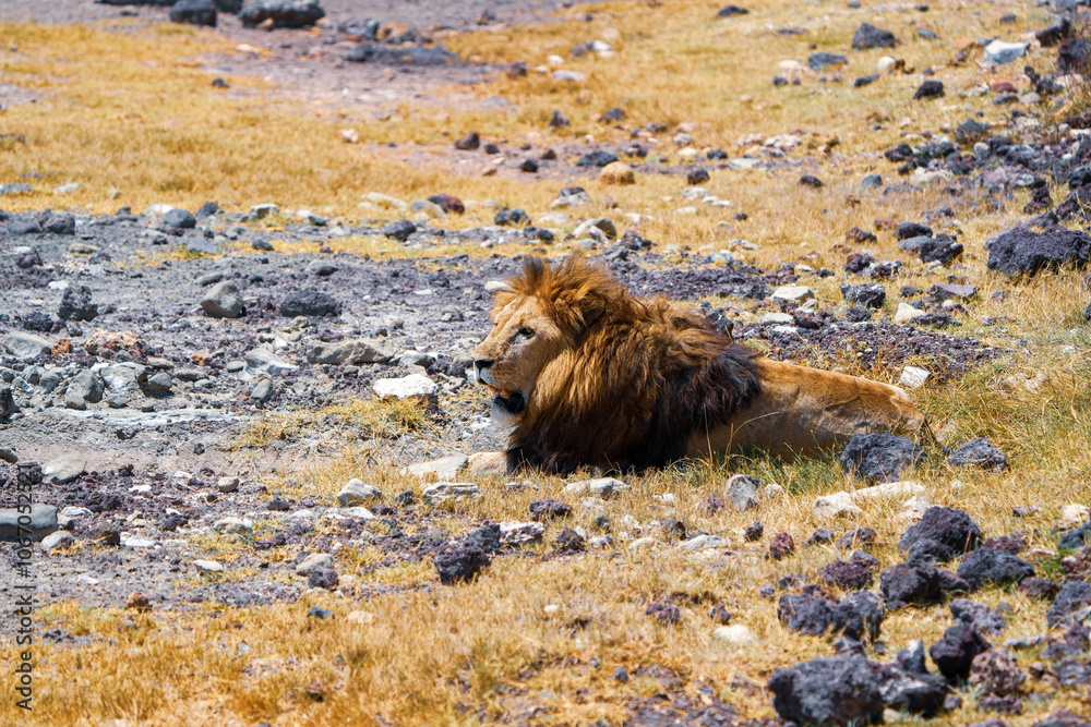 Naklejka premium male lion portrait, lying in the Ngorongoro crater in Tanzania with stones around him
