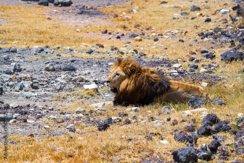 male lion portrait, lying in the Ngorongoro crater in Tanzania with stones around him photo