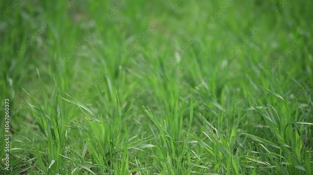 Close-up of fresh green grass blades gently swaying in the breeze, creating a natural and peaceful scene, perfect for showcasing lush greenery in a springtime setting