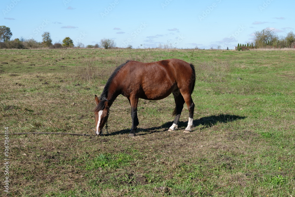 Fototapeta premium Horses graze in the field. Agriculture. Caring for horses.