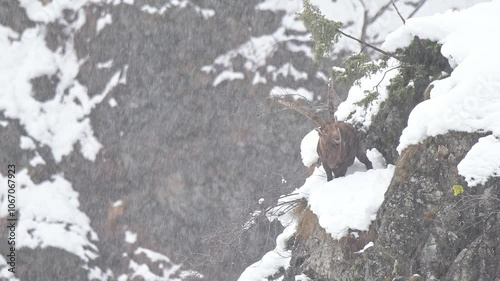 Wallpaper Mural Extreme weather conditions for the king of the Alps (Capra ibex) Torontodigital.ca