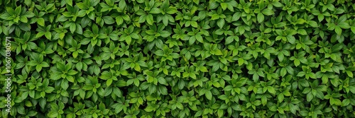 Background of lush green foliage creating a vibrant and natural texture, green