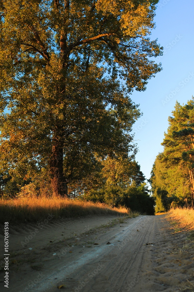Fototapeta premium Droga do lasu